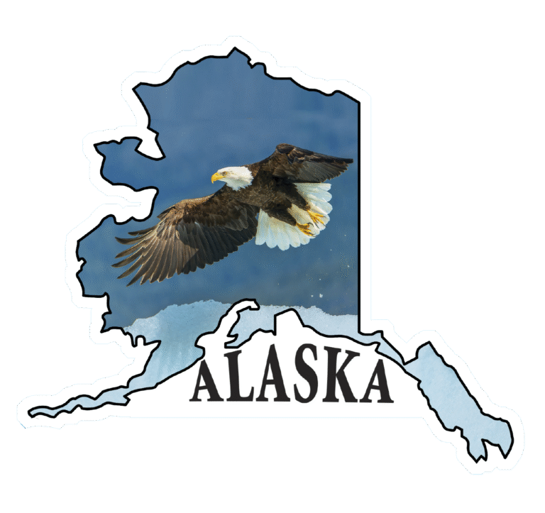 Bald Eagle in Flight