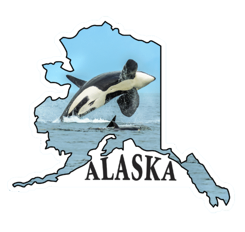 Orca Breach - State of Alaska Photo Sticker