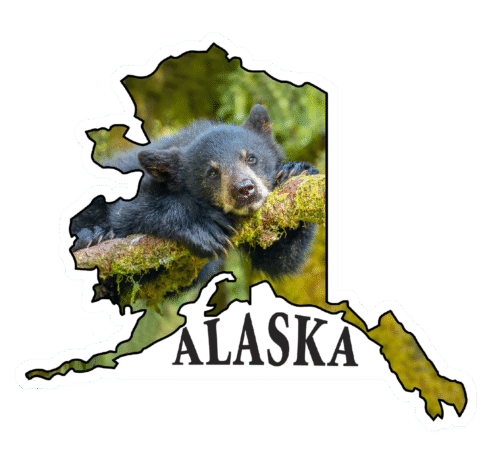 Bear Cub Daydream - State of Alaska Photo Sticker