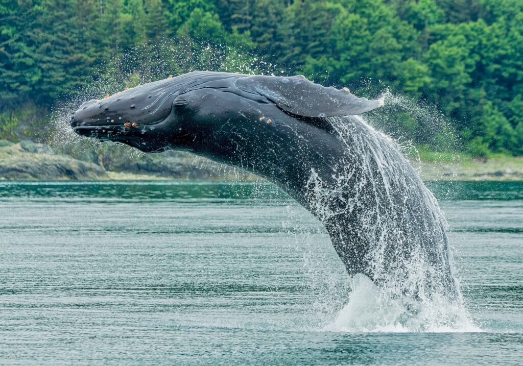 Humpback Whale Breach, Inside Passage, Alaska #3365