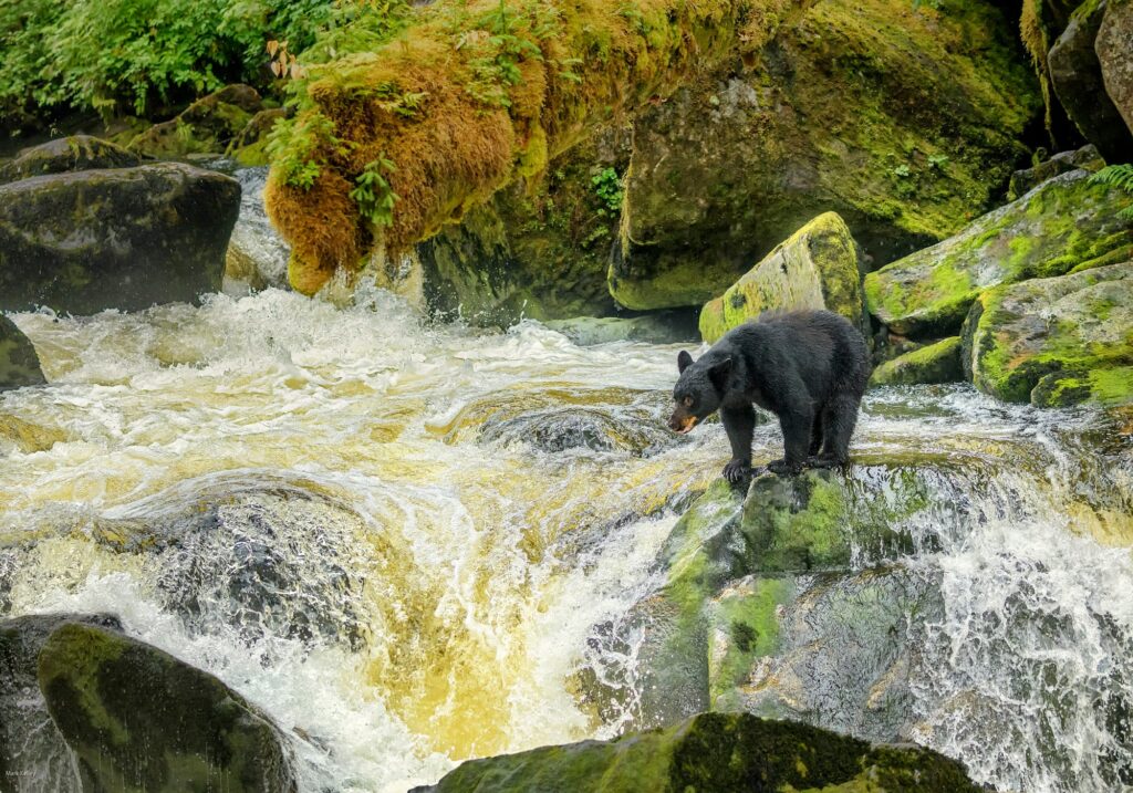 Black Bear, Anan Creek, Wrangell, Alaska #3358