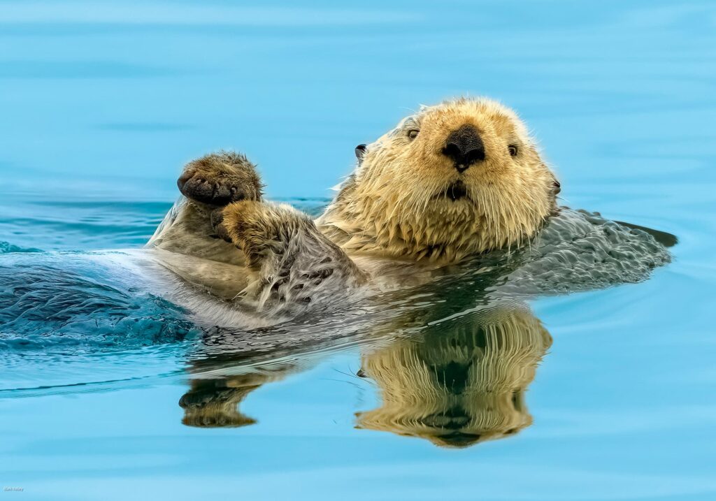 Sea Otter, Icy Strait, Elfin Cove, Inside Passage, AK # 3380