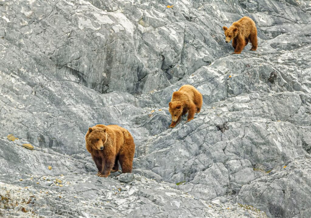 Brown Bears, Gloomy Knob, Glacier Bay National Park, Alaska # 3383