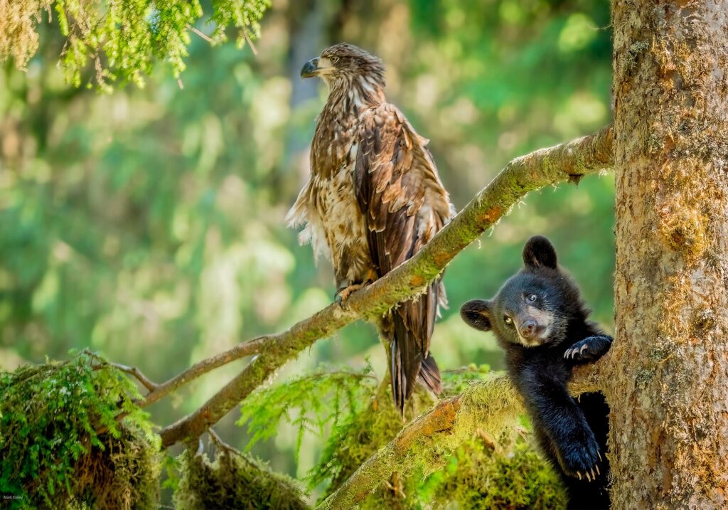Bear Cub and Juvenile Eagle, Anan Creek, Inside Passage, Alaska # 3382
