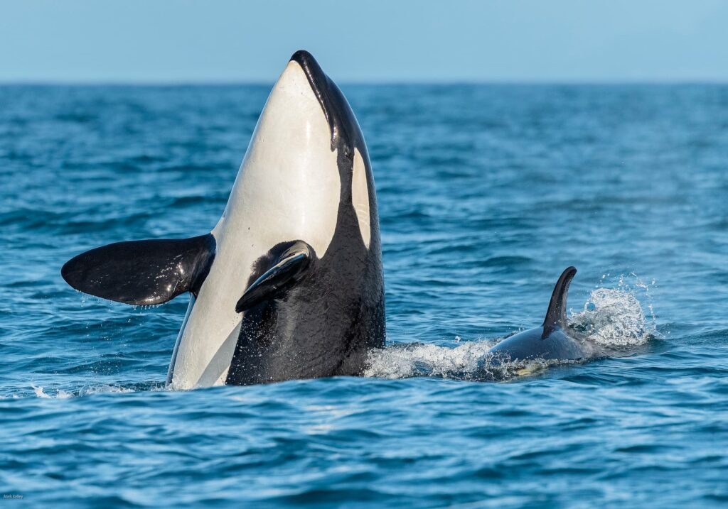 Mom and Calf Killer Whale, Cross Sound, Inside Passage, AK #3377