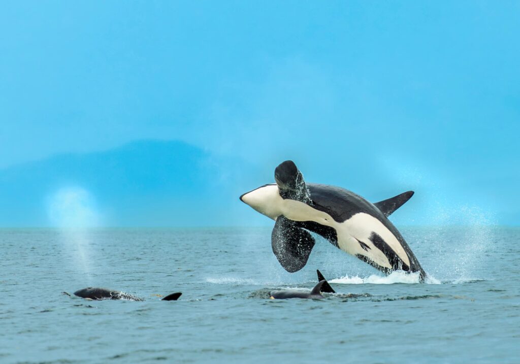 Orca, Inside Passage, Alaska #3361
