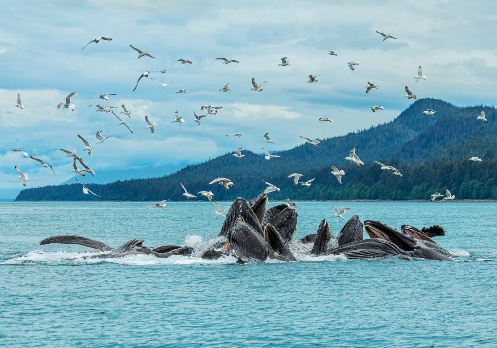 Humpback Whales, Juneau, Alaska #3362