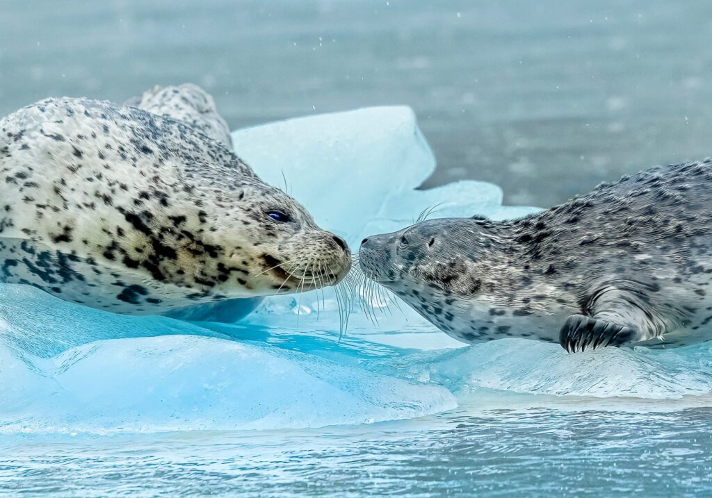Mom and Pup Harbor Seals, Tracy Arm, Juneau, Alaska #3385